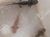 Axolotls