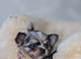 Longhair Merle chihuahua male