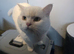 British shorthair champions bloodline