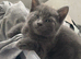 Pure grey tabby Kittens
