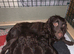 Working cocker spaniel puppy’s
