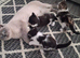 British Shorthair cross kittens