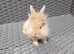 Mini Lop cross Lionheads super friendly!