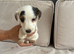 Gorgeous jacket russel pups