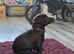 Staffy x patterdale pup