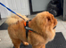 Fozzy Bear is up for stud
