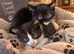 Beautiful Litter Of Black And White Kittens