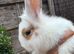 Lionhead