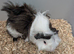 Adorable baby Guinea pigs for sale.