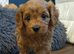 Gorgeous male and female Cavapoo puppies