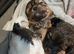 5 star ️ Toy shihpoo puppies