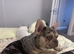 Merle French bulldog girl