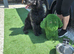 Dog groomers opened in Frosts Garden centre Willington