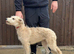 Wheeton bull grey 6 month old puppy
