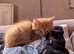 Ginger kitten 9 weeks old