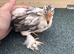 9 pekins