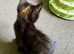 Pretty mixed tortoiseshell kitten