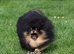 Beautiful Pomeranian Boys