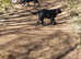 Cat sitting and small animal care and Pet Visits Midhurst