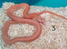 Stunning Corn Snake Hatchlings