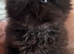 stunning rare black smoke Persian Kitten