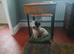 Sealyham Terrier