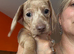 Standard dachshund puppies