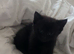 Gorgeous black kitten last one