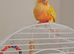 Sun cheek 6 months old, Gorgeous bird