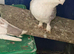 Lovely White Pigeon