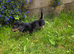 Long haired dachshunds puppies