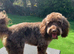STUNNING PROVEN AND TESTED TRICOLOUR CHOCOLATE/TAN AND CREAM BOY FOR STUD