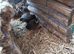 Bottom (chinese) quails