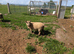Southdown x Ryeland
