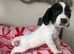 7 healthy sprocker spaniel puppies