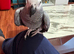 Super tame African grey parrots