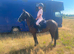 12.2h 4yr old super cob