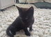 beautiful kittens