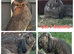 Beautiful Socialised Kits