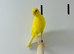 Canaries