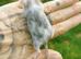 Fancy mice