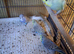 Young budgies