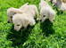 Cream/Blonde long hair dachshund kc reg