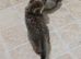 Pure breed Scottish fold tabby gold boy