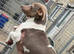 Beautiful miniature male Jack Russell puppie