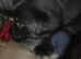 PUPPIES