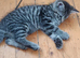 Kittens needing homes