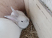 3 11 week old continental x flemish giant rabbits