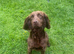 26 month old Working Cocker Spaniel