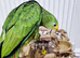 Beautiful baby double yellow headed amazon